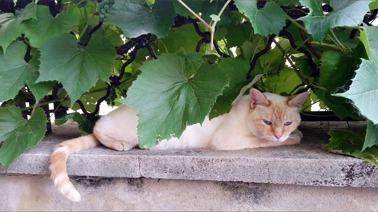 Guillaume Lairot et Florine Daumas - Nourrichat