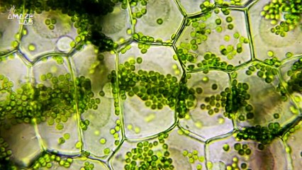 Photosynthesis May Have Evolved Some 1.75 Billion Years Ago, According to New Evidence