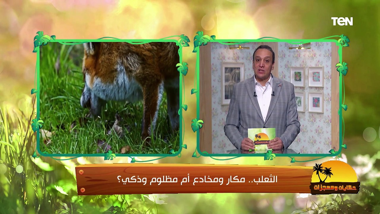 "معروف عنه إنه مكار ومخادع ومصدر مخاوف الأطفال في القصص".. معلومات مهمة لازم تعرفها عن الثعلب