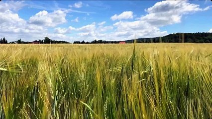 Somos una tierra fértil, lista para cultivar. ~ Nazareth Castellanos