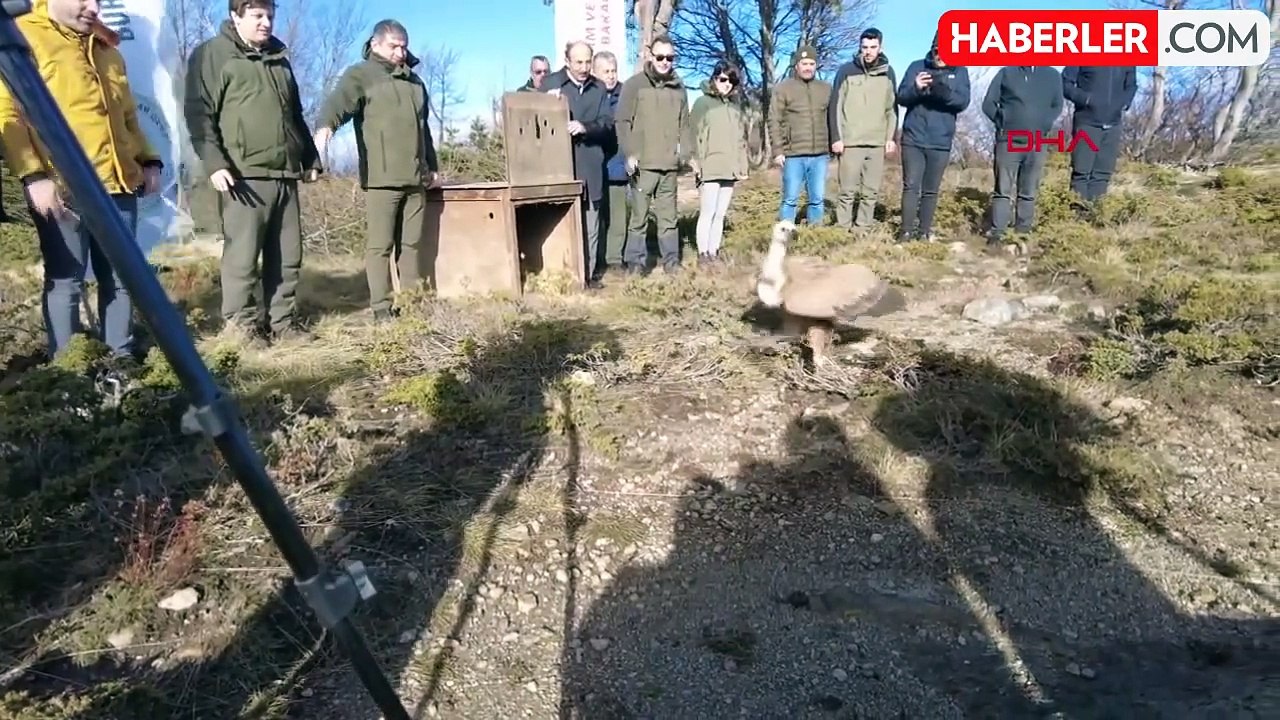 Bursa'da nadir görülen kızıl akbaba doğaya salındı