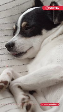 Sabías que los perros pueden sufrir la enfermedad de Alzheimer ¿Cómo afecta esto a su salud y su entorno? ¿Cuáles son las señales? ¿Desde qué edad hay que estar atentos? Aquí te damos las respuestas