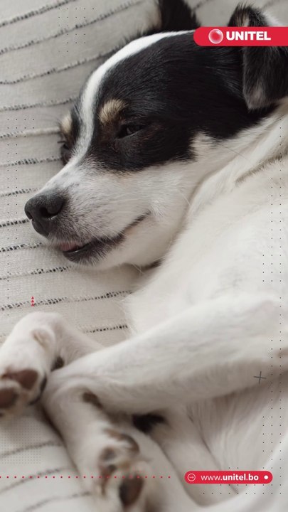 Sabías que los perros pueden sufrir la enfermedad de Alzheimer ¿Cómo afecta esto a su salud y su entorno? ¿Cuáles son las señales? ¿Desde qué edad hay que estar atentos? Aquí te damos las respuestas