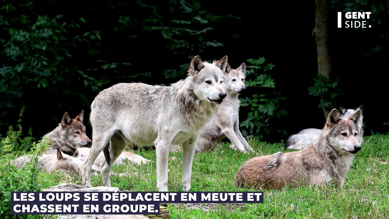 Que mange un loup ?