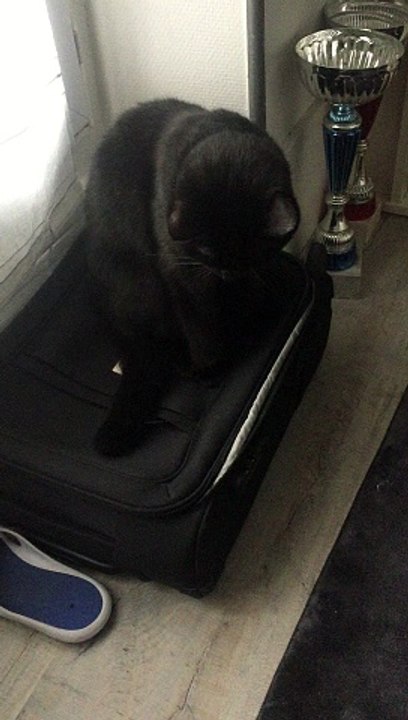 Cat Traps Sibling In Suitcase