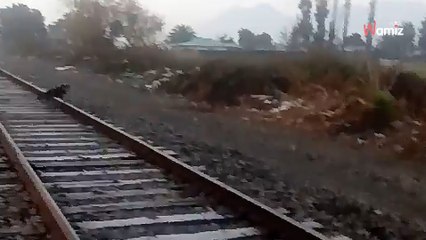 Le conducteur du train freine en urgence en voyant une ombre. Quand il descend sur la voie, c’est le choc