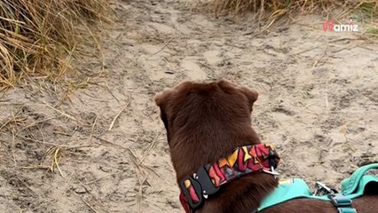 2 ans après son adoption, ce chien découvre la mer pour la première fois : sa réaction comble sa maîtresse