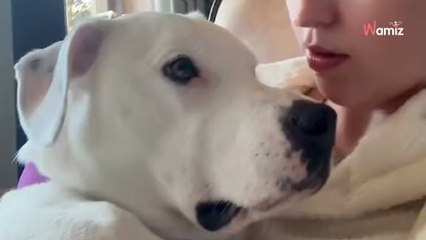 Son chien ne veut pas prendre sa douche : il met en place une stratégie très drôle pour l'éviter