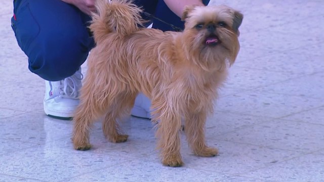 bd-evite-inconvenientes-con-el-calor-en-las-mascotas-040124