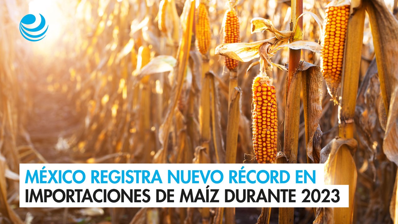 México registra nuevo récord en importaciones de maíz durante 2023