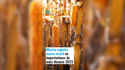 México registra nuevo récord en importaciones de maíz durante 2023