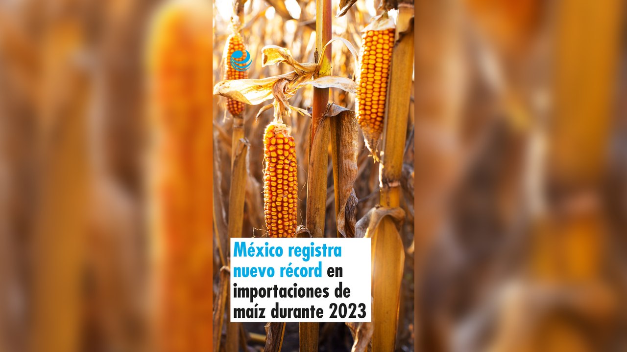 México registra nuevo récord en importaciones de maíz durante 2023