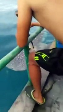 Un requin baleine vient demander de l'aide à des humains