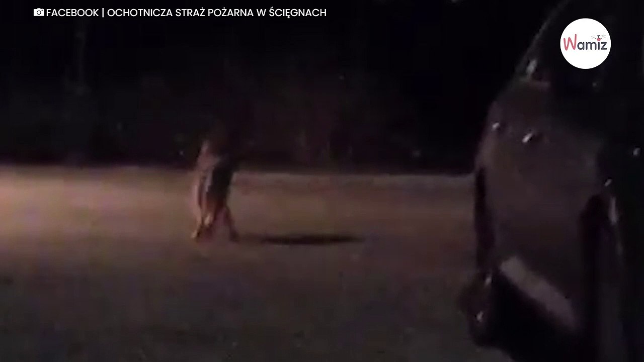 Hund dringt auf Privatgrundstück ein: Mann gerät in Panik (Video)