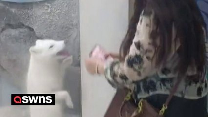 Playful arctic fox mimics visitor's movements by jumping up and down