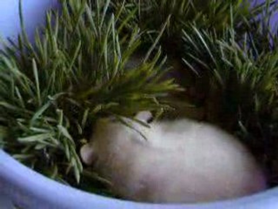 Gaia & Eros ds herbe a chat