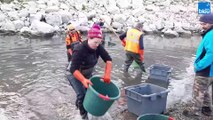 Face à la sécheresse, des centaines de poissons sauvés par les pêcheurs des Pyrénées-Orientales