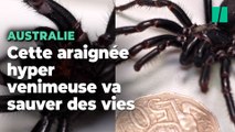 Ce spécimen d’araignée fait partie des plus venimeux du monde mais il va sauver des vies