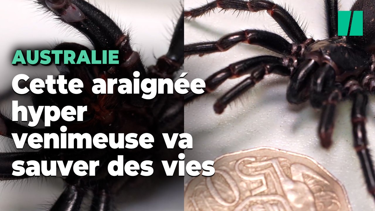 Ce spécimen d’araignée fait partie des plus venimeux du monde mais il va sauver des vies