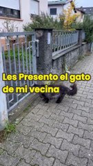 El Gato Negro de mi Vecina