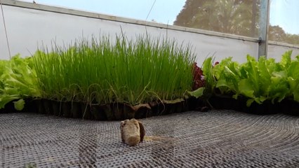 Produtores de Cascavel utilizam bandeja biocompostável para produção de hortaliças