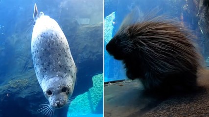 Tiny porcupine stops to visit seals during stroll around Oregon Zoo