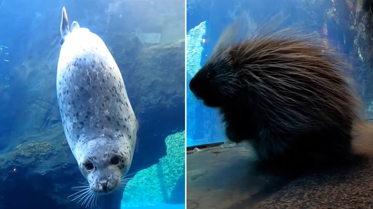 Tiny porcupine stops to visit seals during stroll around Oregon Zoo