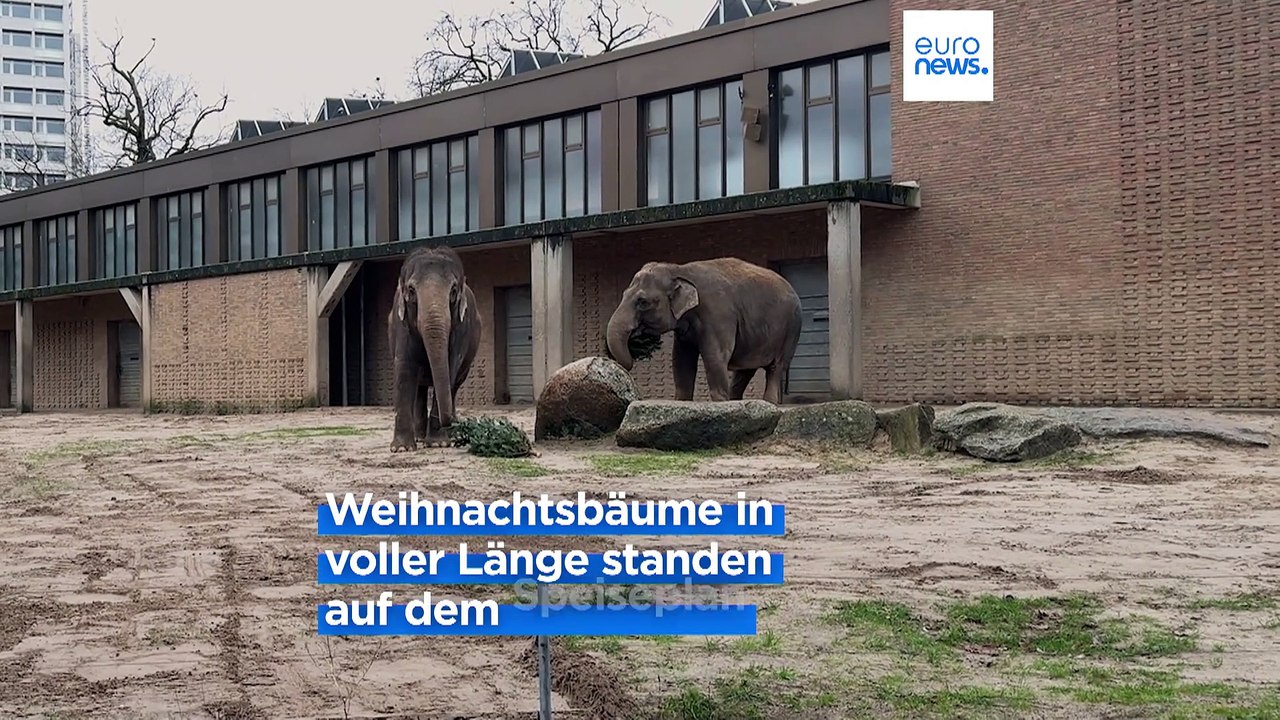 Berliner zoo: warum elefanten weihnachtsbäume zum fressen gern haben