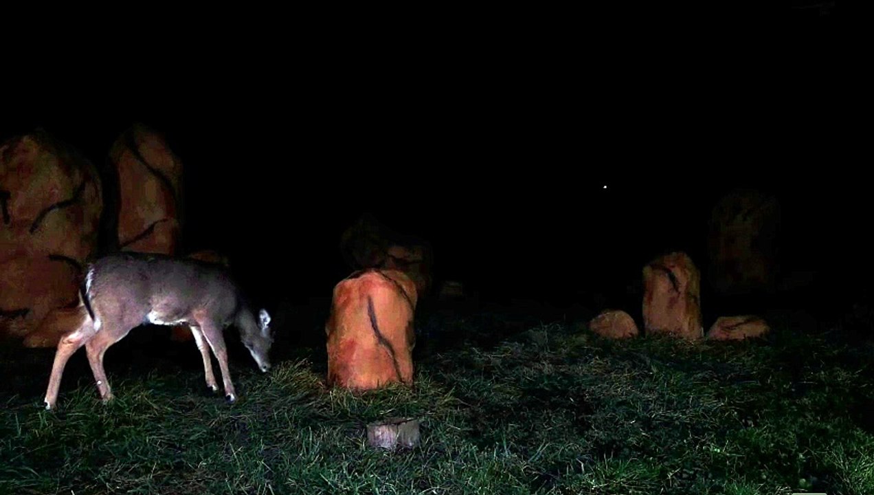 midnight deer visit