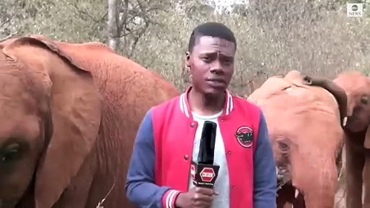 A look back to viral videos that broke the internet in 2023!  There is no doubt that you cannot complete the list of viral videos in 2023 without mentioning the incident involving Kenya Broadcasting Corporation (KBC) reporter Alvin Kaunda and a baby eleph