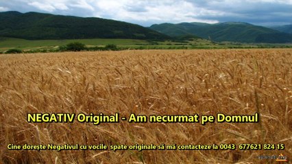 NEGATIV Original - Am necurmat pe Domnul înaintea mea Mirela Câmpeanu
