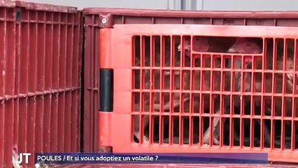 POULES / Et si vous adoptiez un volatile ?