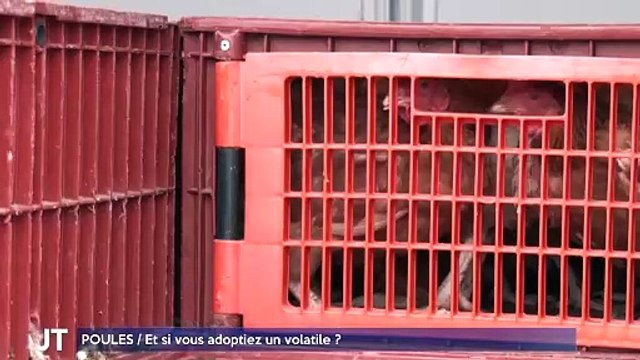 POULES / Et si vous adoptiez un volatile ?