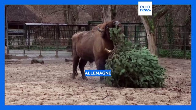 Allemagne : au zoo de Berlin, les animaux raffolent des sapins de Noël