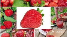 الفراولة Strawberry Jam Production Description