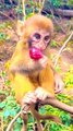 Funny Baby Mankey Short, Shorts Video, Hindi Video, Animals Movie, Animals Video, Animals,#Animalsvideo#Mankeyvideo#Funnyanimals
