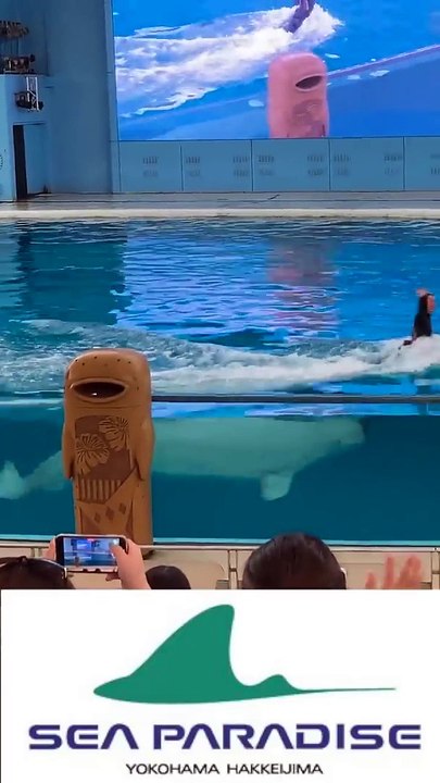 _Beluga シロイルカ _dolphin【横浜 _八景島シーパラダイス】2021_8_7【1】_ベルーガ _Hakkeijima _SeaParadise बेलुगा व्हेल 흰돌고래(720P_HD)