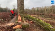 Un débardage de chênes par câble aérien en Haute-Saône, c'est une opération inédite dans la région