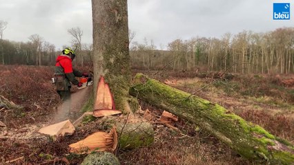 Un débardage de chênes par câble aérien en Haute-Saône, c'est une opération inédite dans la région