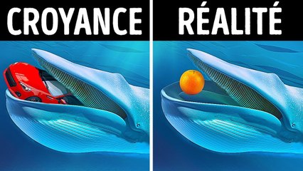 Fourrure, plumes et plaisir : Les faits et les mythes les plus intéressants sur les animaux
