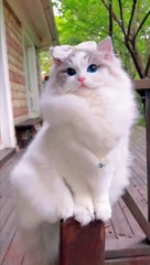 cute and beautiful animals #shortvideo shor#shorts