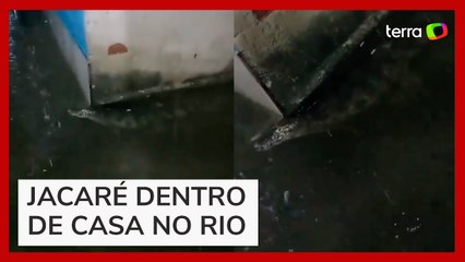 Mulher filma jacaré dentro de sua casa durante temporal no Rio de Janeiro