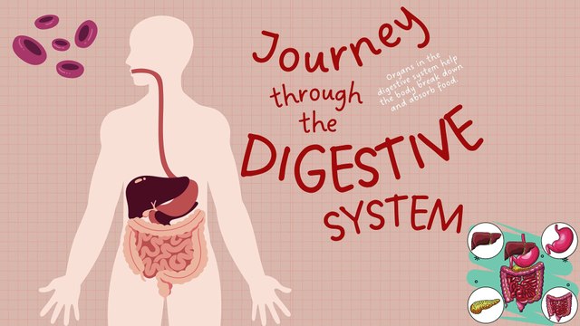 Digestive System of Human Body | #aumsum #kids #science #education #children