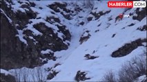 Tunceli'de karlı zirvelerde yiyecek arayan yaban keçileri görüntülendi