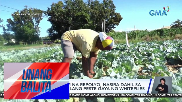 Ilang pananim na repolyo, nasira dahil sa pag-atake ng ilang peste gaya ng whiteflies | UB
