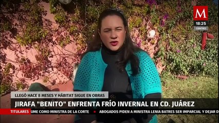 En Ciudad Juárez, jirafa Benito enfrenta frío invernal