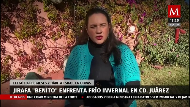 En Ciudad Juárez, jirafa Benito enfrenta frío invernal