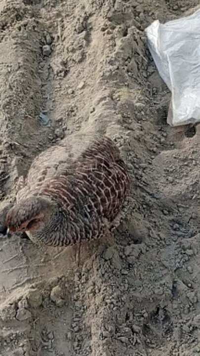 indian bird