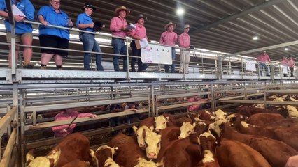 Wodonga weaner sale January 5 | The Land | 05/01/24
