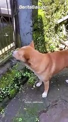 Cinta guguk terhalang pagar 